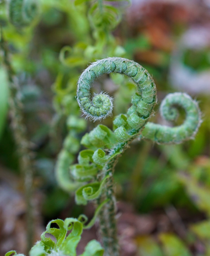 Fiddlehead Growing In the Finger Lakes