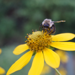 Bee On A Flower