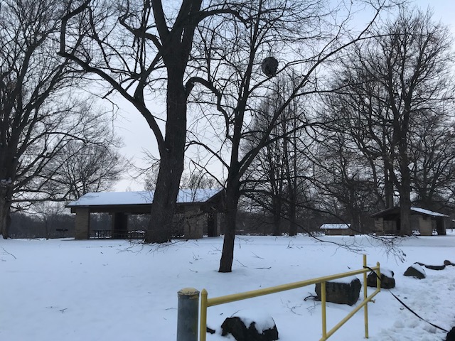 Bald Face Hornets Nest In A Tree in Genesee Valley Park in Rochester