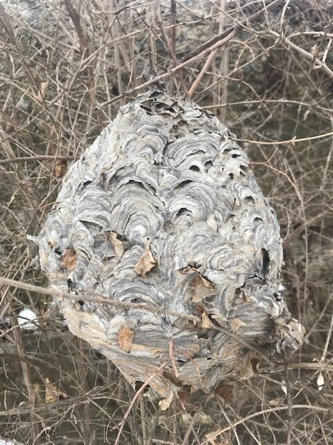 Bald-faced Hornets Nest In Monroe County