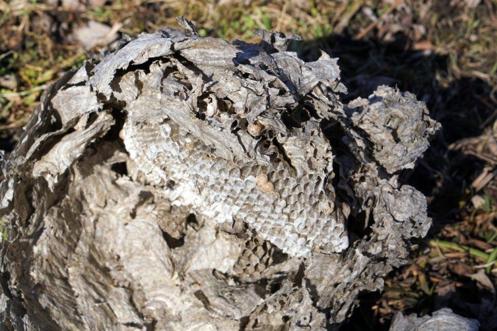 Bald-faced Hornets Nest Closeup