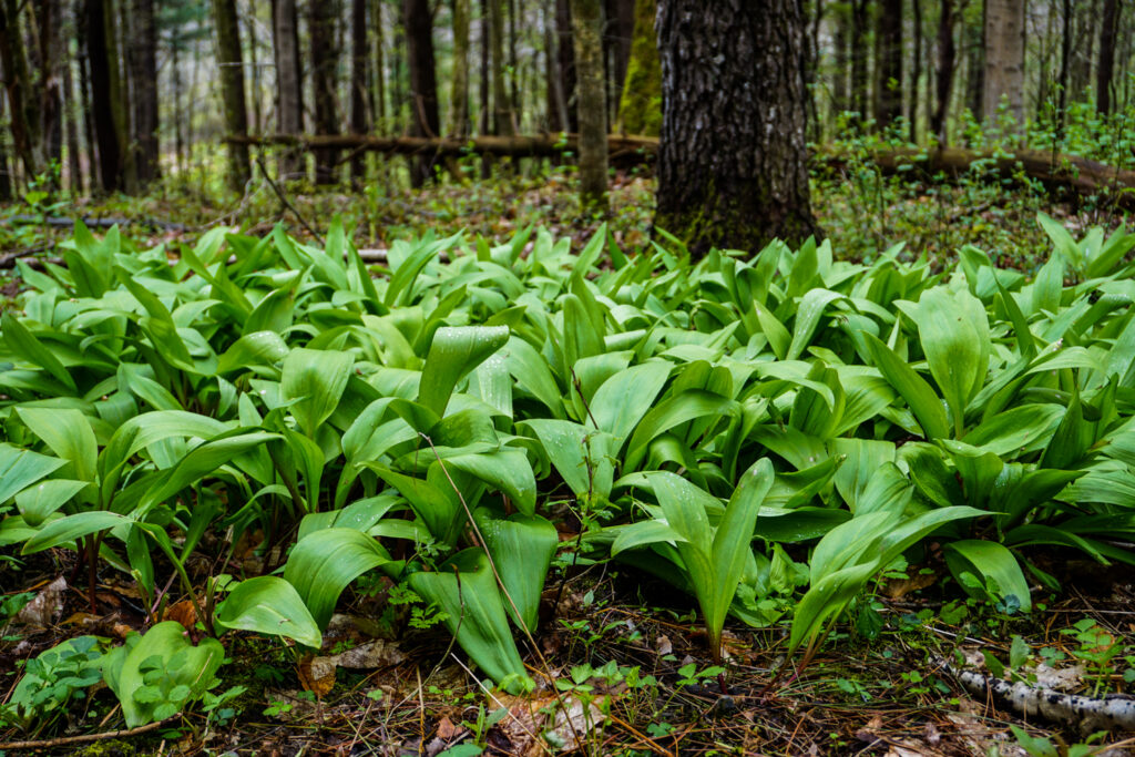 Collection of Wild Ramps in Genesee County