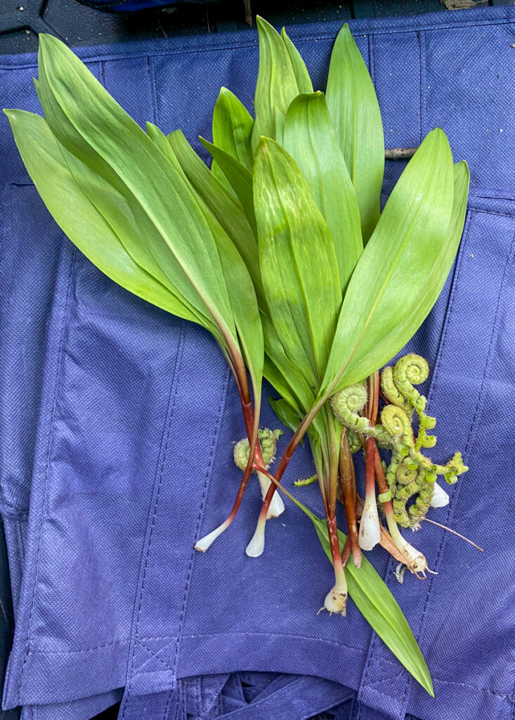 Ramps And Fiddleheads From the Finger Lakes