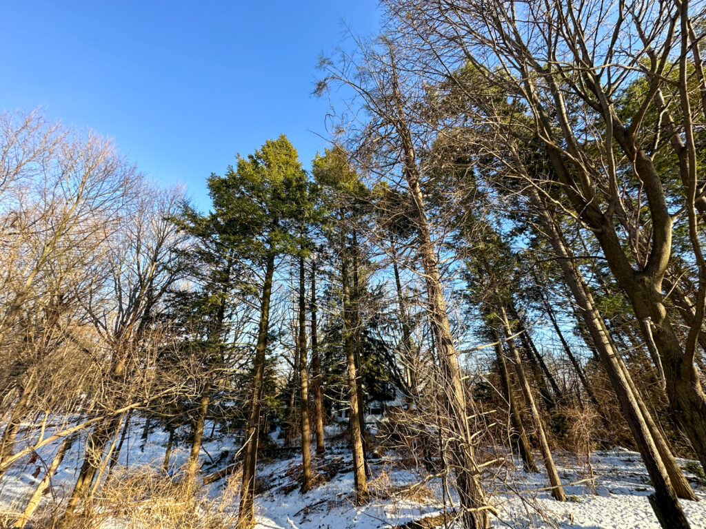 Hemlock Canopy in Washington Grove in Rochester, NY