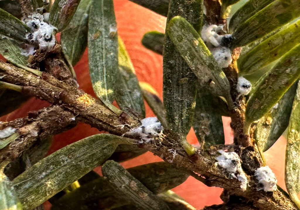 Closeup of Hemlock Woolly Adelgid Eggs