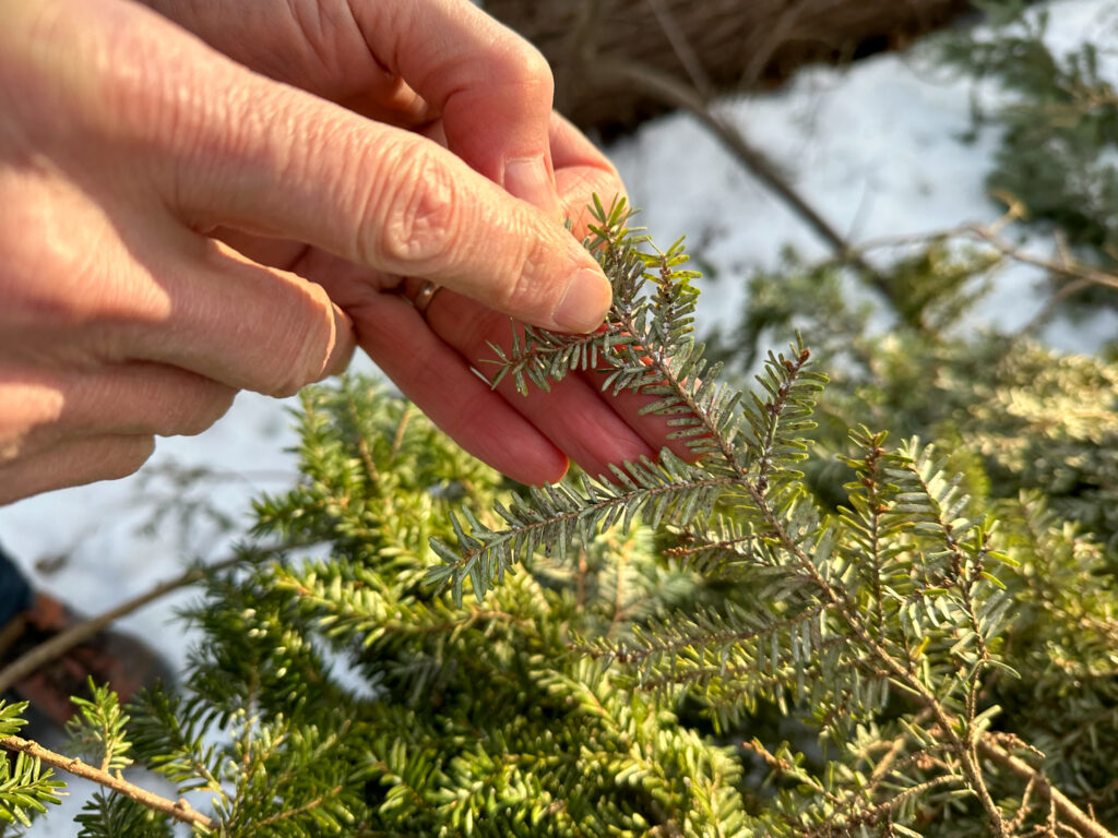 Scouting for Hemlock Woolly Adelgid Eggs