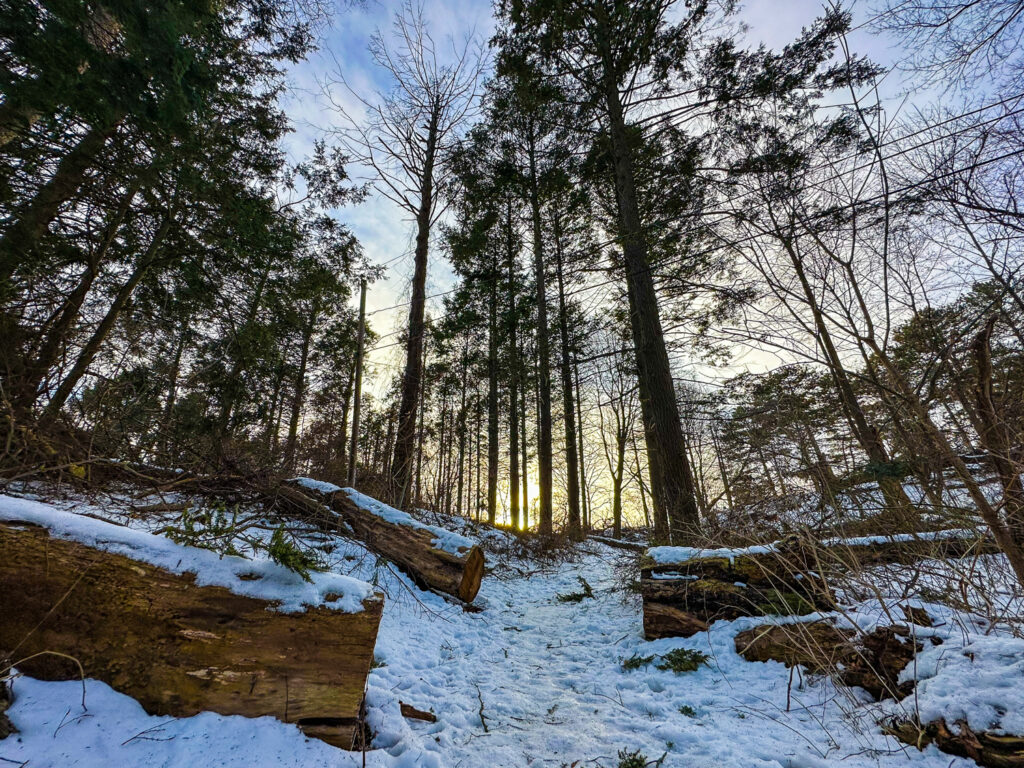 Hemlocks in Washington Grove near Cobbs Hill Reservoir in Rochester