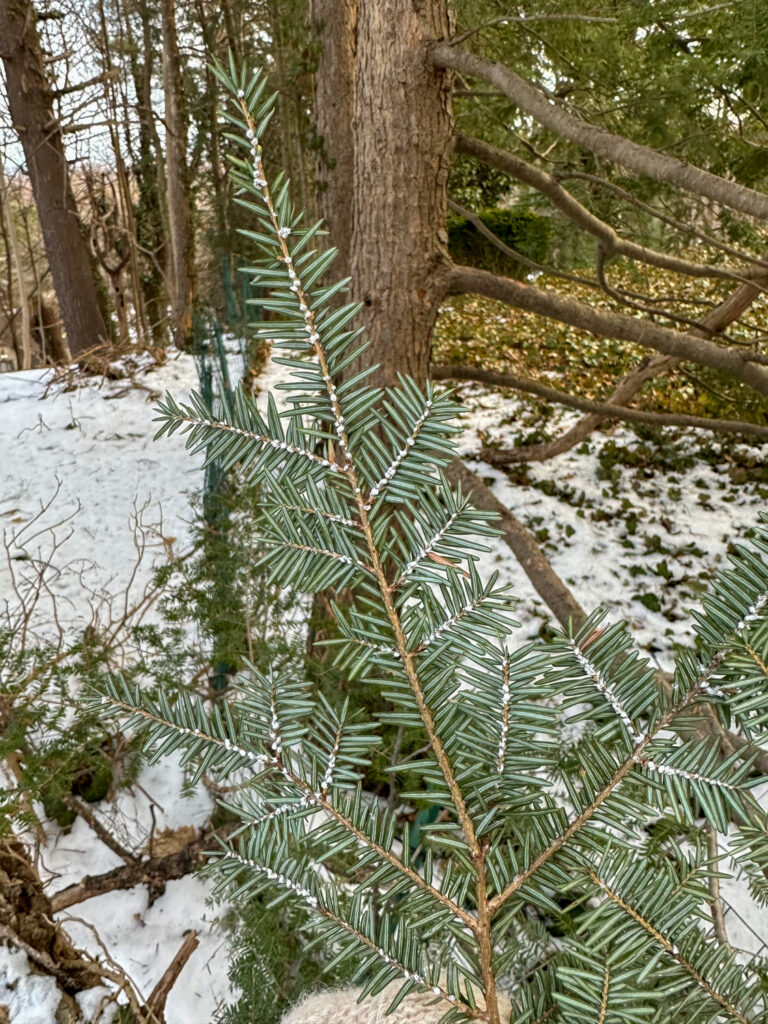 Hemlock Tree with Woolly Adelgid Eggs