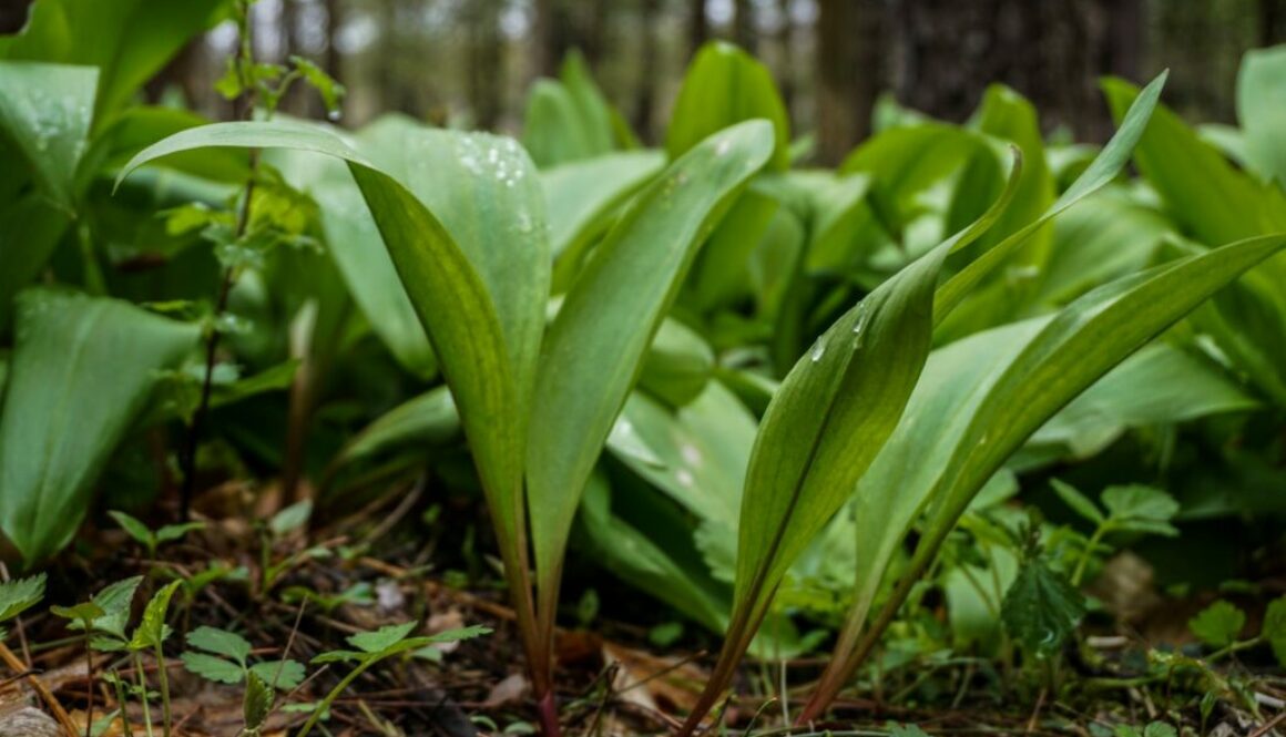 Ramps - Featured Image