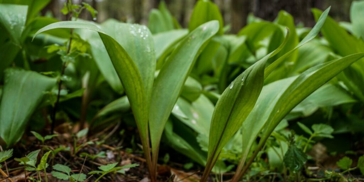 Ramps - Featured Image