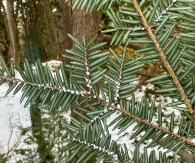 Scouting For The Hemlock Woolly Adelgid in Rochester - Featured Image