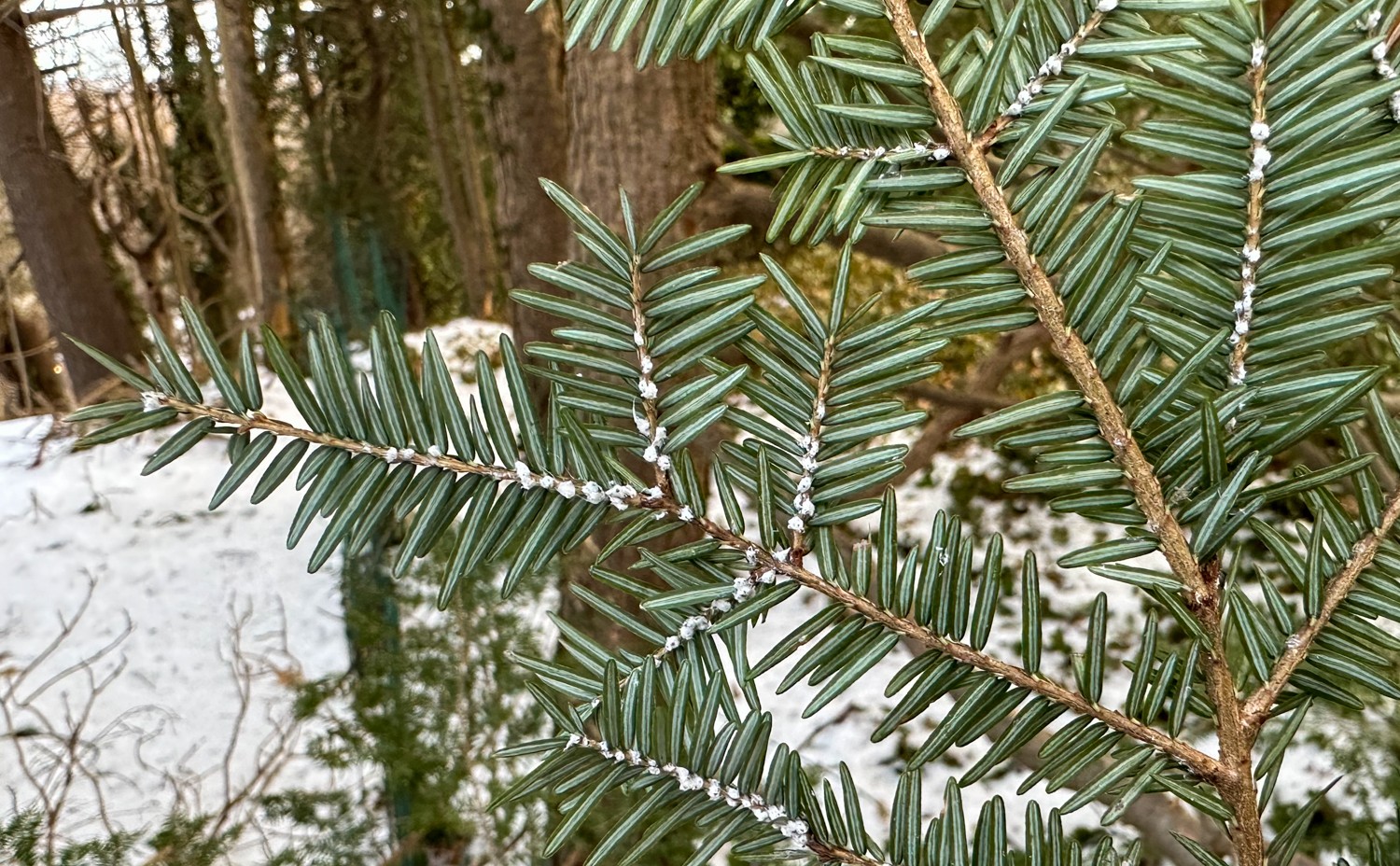 Scouting For The Hemlock Woolly Adelgid in Rochester - Featured Image
