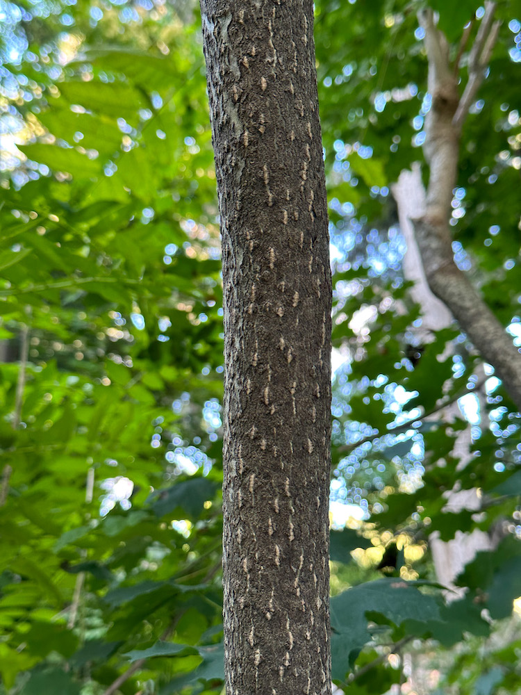 Closeup Of Tree Of Heaven Bark