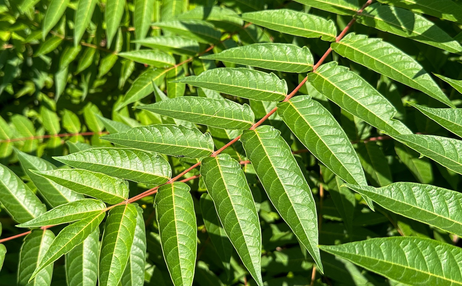Getting Rid Of A Tree Of Heaven Naturally Green FLX