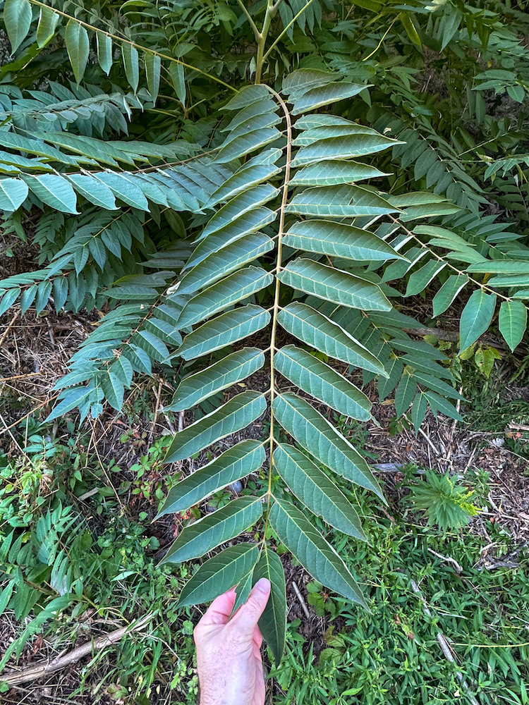 Tree of Heaven Leaves